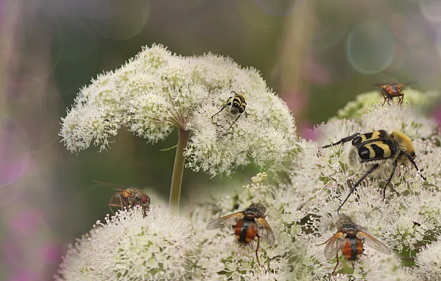 First recorded forensic case