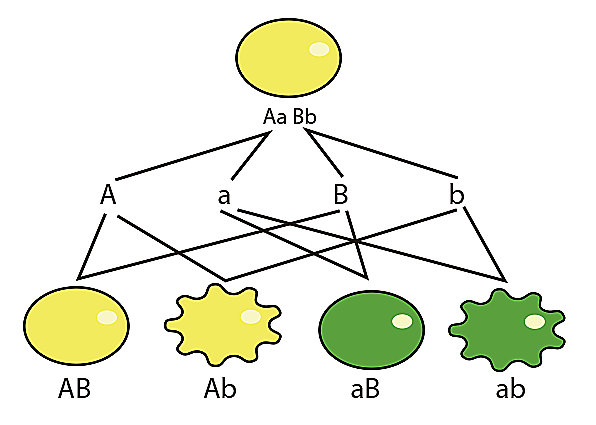 Tercera ley de Mendel