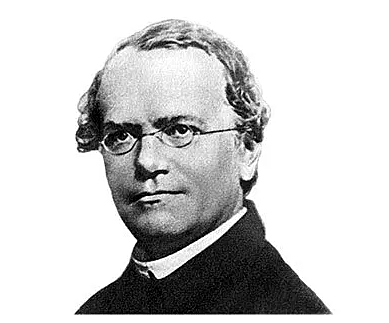 GREGOR MENDEL  1822 – 1884