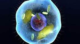 Timeline: La Célula _ Pía Colqui _ 2do Técnica