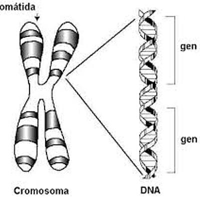 Timeline: Cronología genética julian cobos