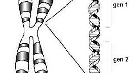 Timeline: Cronología genética julian cobos