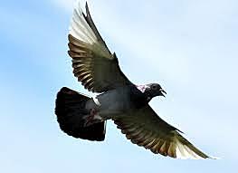 Palomas mensajeras en Grecia