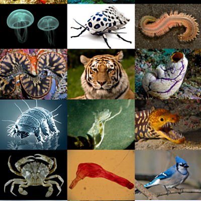 Timeline: evolucion animal a traves del tiempo (LEYES)