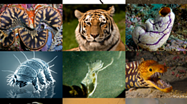 Timeline: evolucion animal a traves del tiempo (LEYES)