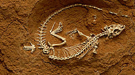 Timeline: Historia de la Paleontología en México