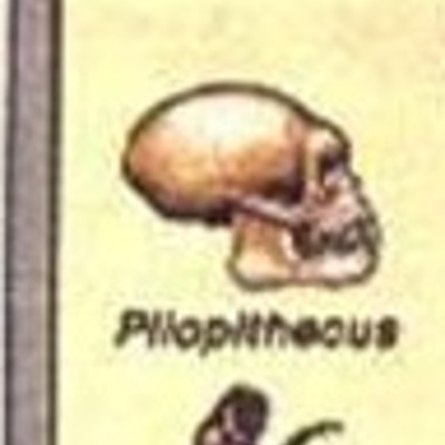 Timeline: Evolução da raça humana