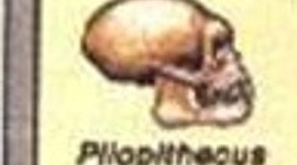 Timeline: Evolução da raça humana