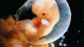 Timeline: Desarrollo fetal (línea del tiempo)