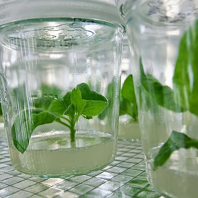 Timeline: Línea del tiempo de Cultivo Vegetal