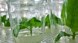 Timeline: Línea del tiempo de Cultivo Vegetal