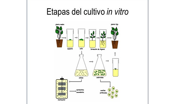 Totipotencialidad celular
