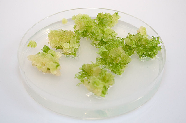 Desarrollo de Células