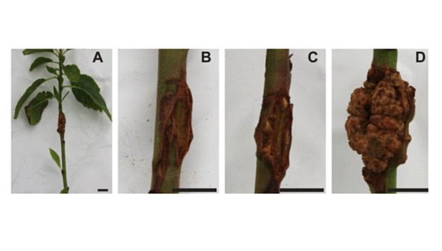 Cultivos sin bacterias
