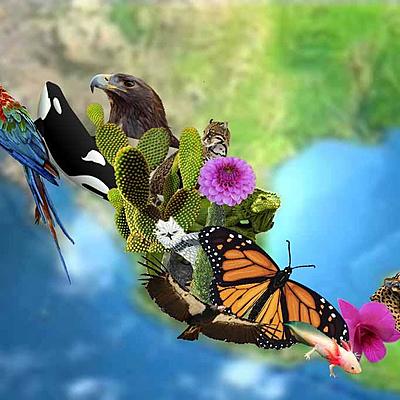 Timeline: Conservación en México