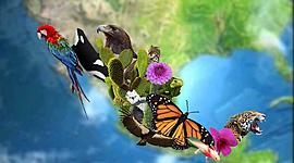 Timeline: Conservación en México