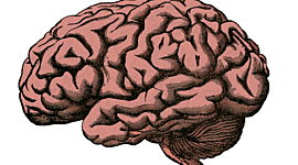 Timeline: ¿De dónde viene y para dónde va el cerebro?