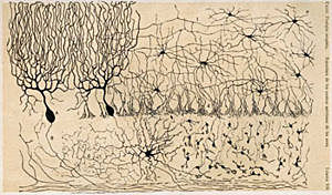 La Teoría Neuronal
