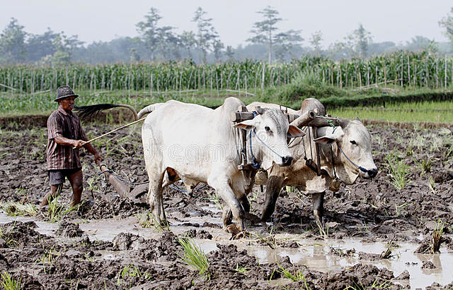Introducción de arado y ganado a Nueva España
