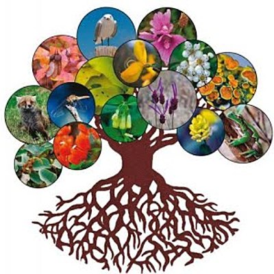 Timeline: Biología de la conservación