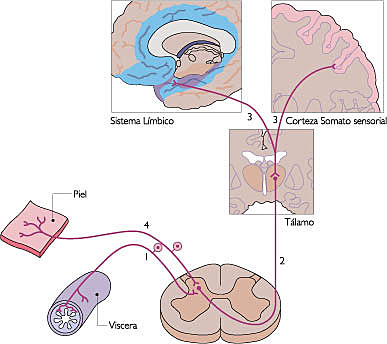 Ley de la Energía Nerviosa Específica