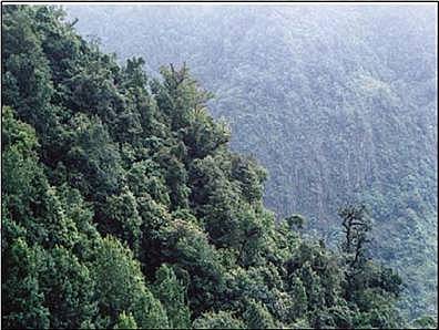 El rey Carlos declaró que todos los bosques, pastizales y aguas del Nuevo Mundo deberían de ser mantenidas en común