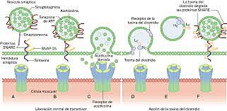Mecanismos de liberación de la acetilcolina