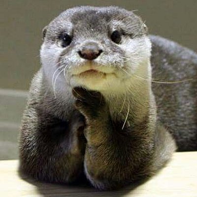 California y la caza de nutrias