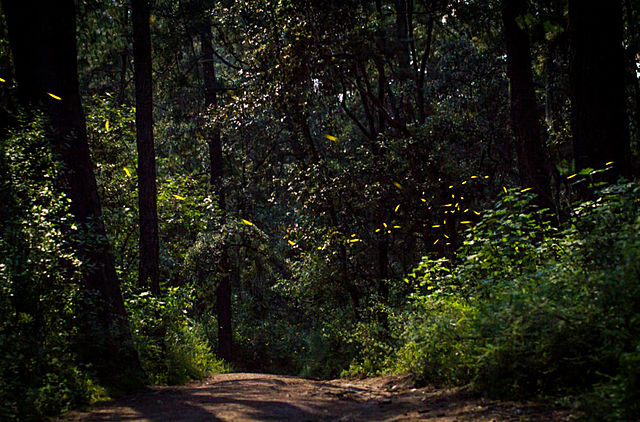 El Ministro del Interior, José Antonio Romero pidió que se protegiera a los bosques para aliviar las sequía