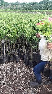 Ley forestal que autorizó la creación de juntas de protección para los  árboles