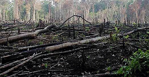 un grupo de ciudadanos con afiliados en diferentes partes de la República urgieron a las autoridades para detener la destrucción de los bosques