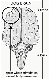 MODERNIDAD- EDWARD HITZIG (1838-1927)