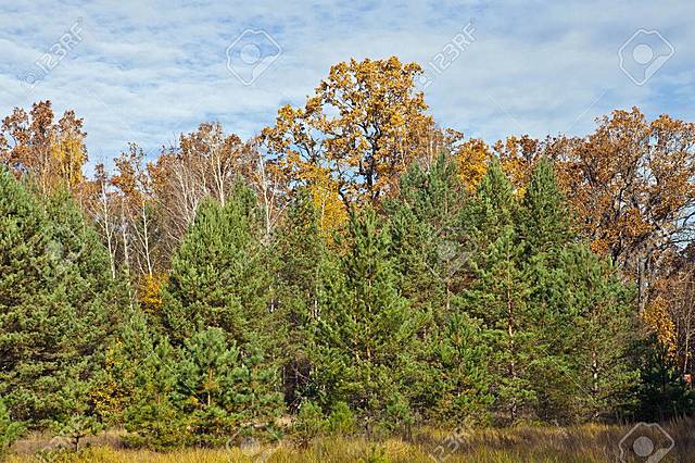 Plantación de robles y pinos en España