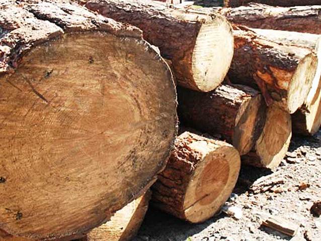 Políticas para control de recursos maderables