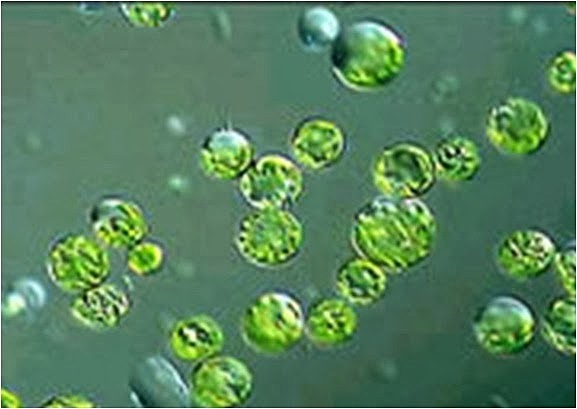 Pegamento de protoplastos