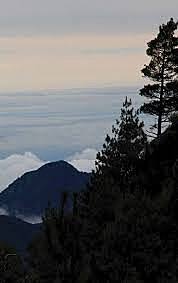 Ley para conservar los bosques