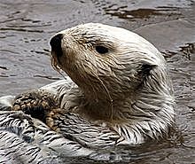 Excluyen extranjeros en comercio de nutrias