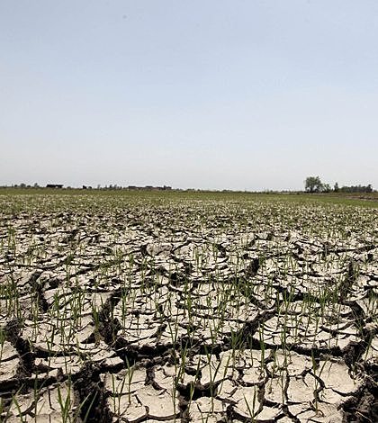 Proteger bosques para aliviar sequías
