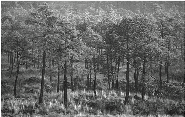 Permiso para exportar madera