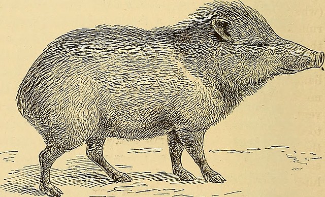 Conservación de fauna silvestre