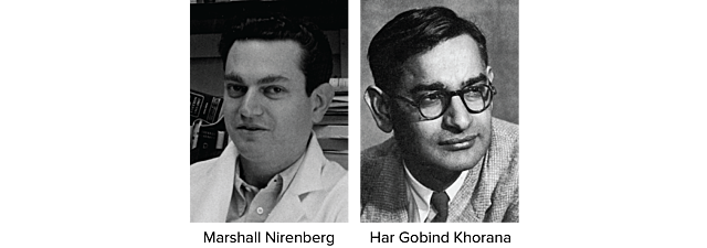 Marshall Nirenberg y Matthaei