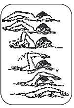 Acción de brazos: Fase aérea o recobro