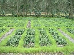 Arthur Young  (1771)