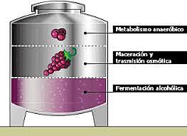 Estudios de la Fermentación alcohólica