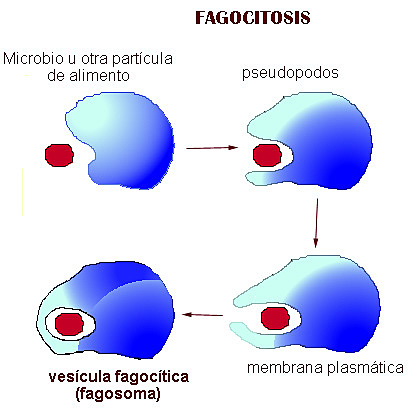 FAGOCITOSIS.