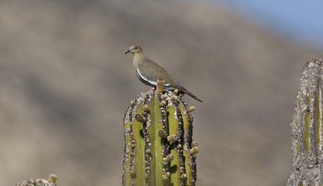 arrivamientos de los primeros frailes