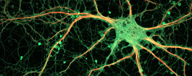 ORIGEN DE LAS PRIMERAS NEURONAS