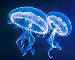 SURGEN ORGANISMOS LLAMADOS CELENTERADOS (CNIDARIOS-CTENOFOROS)