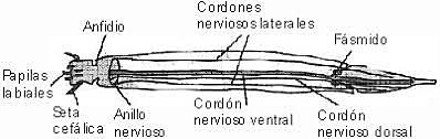 DESARROLLO HACIA SISTEMA NERVIOSO CON SIMETRIA BILATERAL BILATERAL