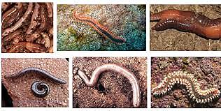 ESPECIALIZACIÓN DE ESTRUCTURAS QUE COMPONEN EL SISTEMA NERVIOSO CENTRALIZADO